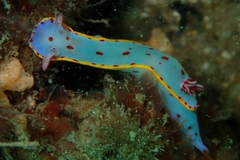 Hypselodoris bennetti
