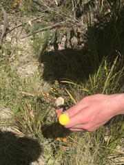 Craspedia aurantia jamesii