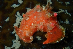 Plocamopherus imperialis