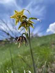 Fritillaria atropurpurea