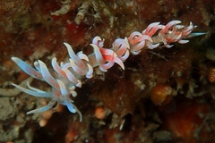 Phyllodesmium poindimiei