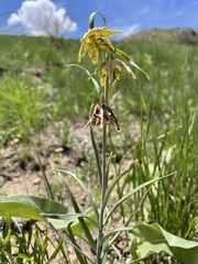 Fritillaria atropurpurea