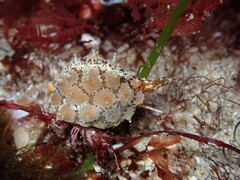 Pusula solandri