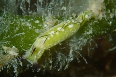 Elysia coodgeensis
