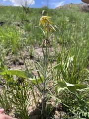Fritillaria atropurpurea