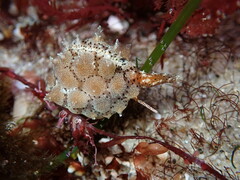 Pusula solandri