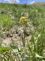 Fritillaria atropurpurea