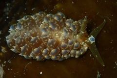 Baeolidia australis