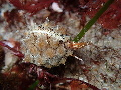 Pusula solandri