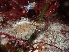 Pusula solandri