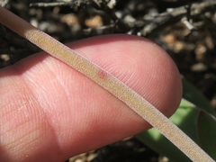 Crassula subacaulis subacaulis
