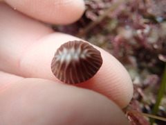 Pseudopusula californiana