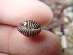 Pseudopusula californiana