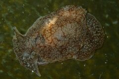 Pleurobranchaea maculata