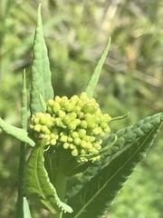 Senecio linearifolius latifolius