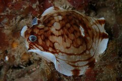 Aphelodoris varia