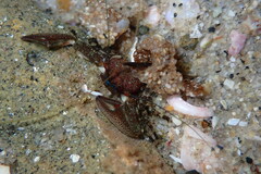 Petrolisthes manimaculis