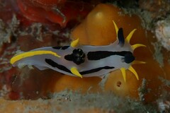 Polycera capensis