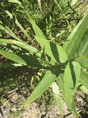 Senecio linearifolius latifolius