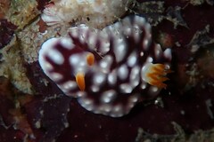 Goniobranchus geometricus