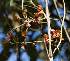 Cyrtochilum serratum