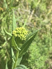 Senecio linearifolius latifolius