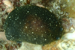 Dendrodoris nigra