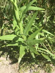 Senecio linearifolius latifolius