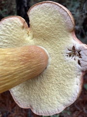 Boletus auripes
