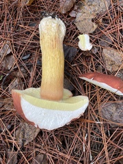 Boletus auripes