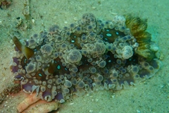 Dendrodoris krusensternii