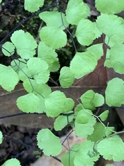 Adiantum jordanii
