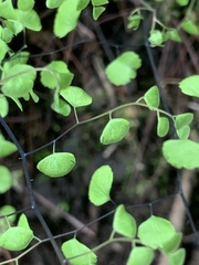 Adiantum jordanii