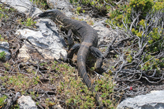 Varanus rosenbergi