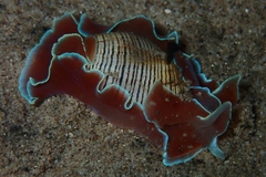 Hydatina physis