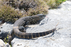 Varanus rosenbergi