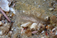 Enchiridium punctatum