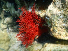 Melithaea ochracea