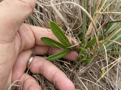 Gazania linearis