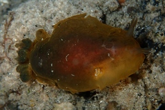 Dendrodoris fumata