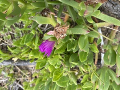 Carpobrotus rossii