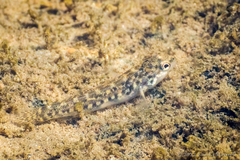 Etheostoma flabellare