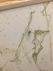 Steatoda triangulosa