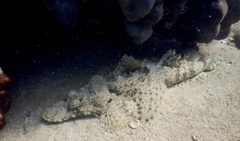 Cymbacephalus beauforti