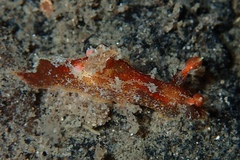 Plocamopherus