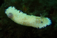 Goniobranchus aureopurpureus