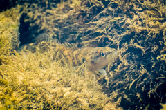 Etheostoma flabellare