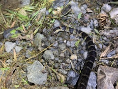 Erythrolamprus epinephalus