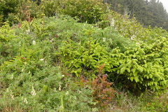 Lupinus arboreus