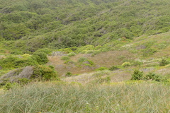Lupinus arboreus